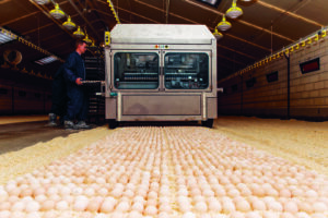 Pluimveehouderij - Binnen de vleeskuikenhouderij zijn er meerdere concepten met als doelstelling een beter dierenwelzijn. Het Nestborn Concept is er één van. Bij dit concept worden de broedeieren na 18 dagen broeden overgebracht naar de vleeskuikestal. Deze stal is qua klimat zo ingericht dat de eieren op dag 21 uitkomen. De kuikens zijn daardoor direct in hun uiteindelijke leefomgeving. Direct na uitkomst hebben zij de beschikking over water en voer.. In beeld: Het plaatsen van de broedeieren op eem strooisel laag in een vleeskuikenstal, Nederland.