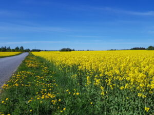 Rohumaariba talirapsi põllu servas. Foto: Eneli Viik