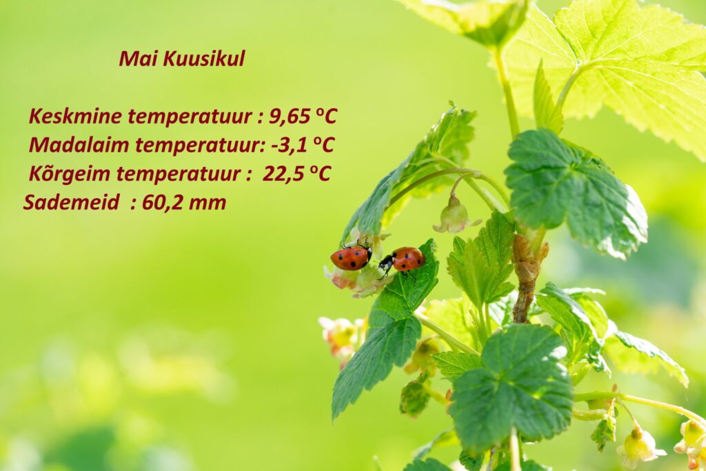 Maikuu temperatuurid Kuusikul (Raplamaa)