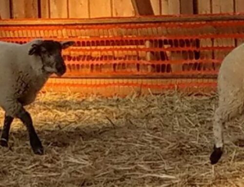 Kuidas alustada mahelambakasvatusega?