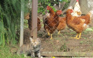 pruunid kanad aianurgas ja kassipoeg
