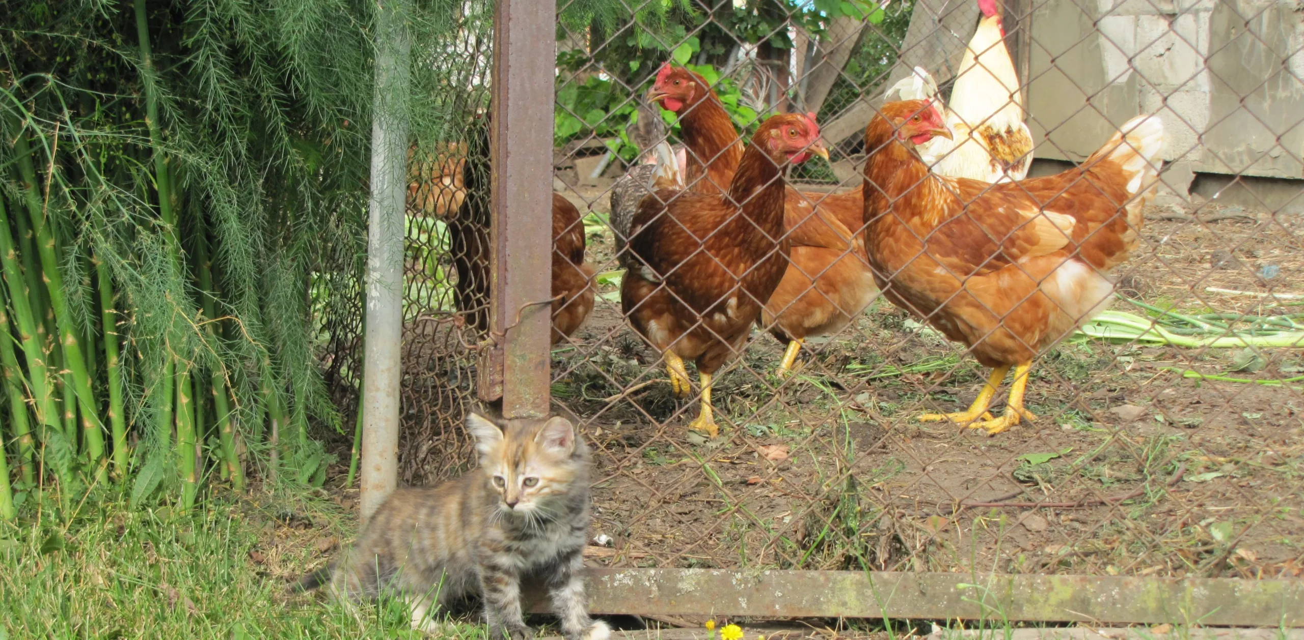 pruunid kanad aianurgas ja kassipoeg