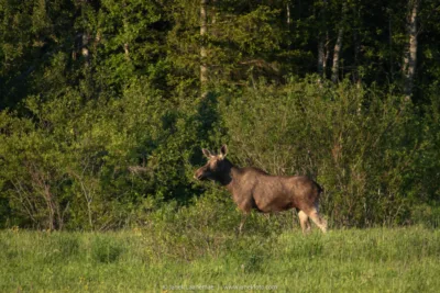 Põder metsaserval