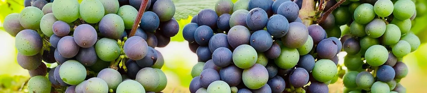 Viinamarjakasvatus ja veinitootmine: Roman Šarini, Veinimäe kogemuslugu