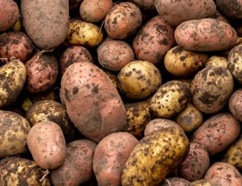 Eesti põldude odra, nisu ja kartuli sorte saab eristada DNA-sõrmejälgede abil