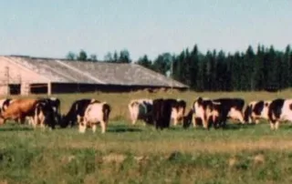 Pajumäe farm