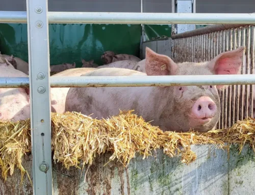 Kuidas farmis sigade elukeskkonda rikastada?
