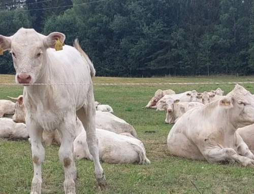 Vasika elujõud algab amme söötmisest