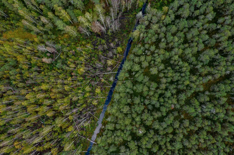 Mets ülaltvaates, ühel ja teisel pool kraavi. Foto: Janek Laanemäe