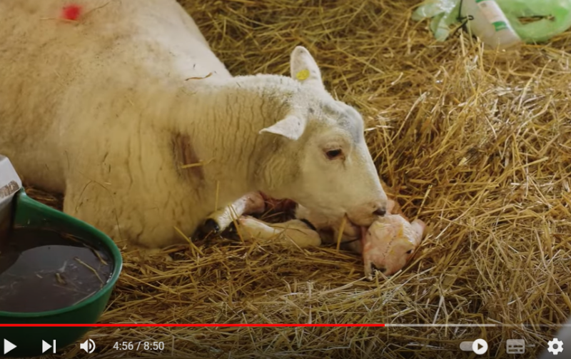 Kaader videost. Esimesena peab utt hakkama hoolitsema adopteeritava talle eest