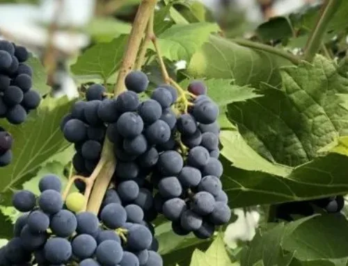 Eesti veinimaailma särav tõus