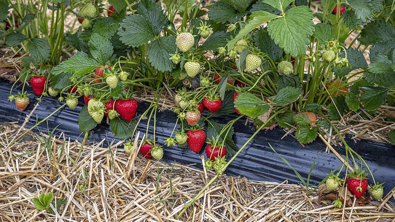 Küpsed maasikad õlgedega multšitud põllul.