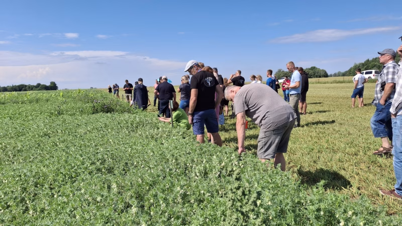 Grupp põllumehi katsealaga tutvumas. 