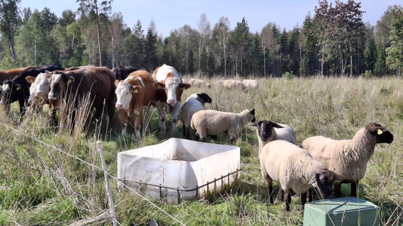 Lihaveised ja lambad koos