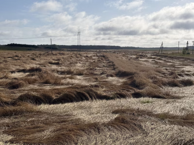 lamandunud viljapõld