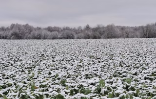 kergelt lumine taliraps