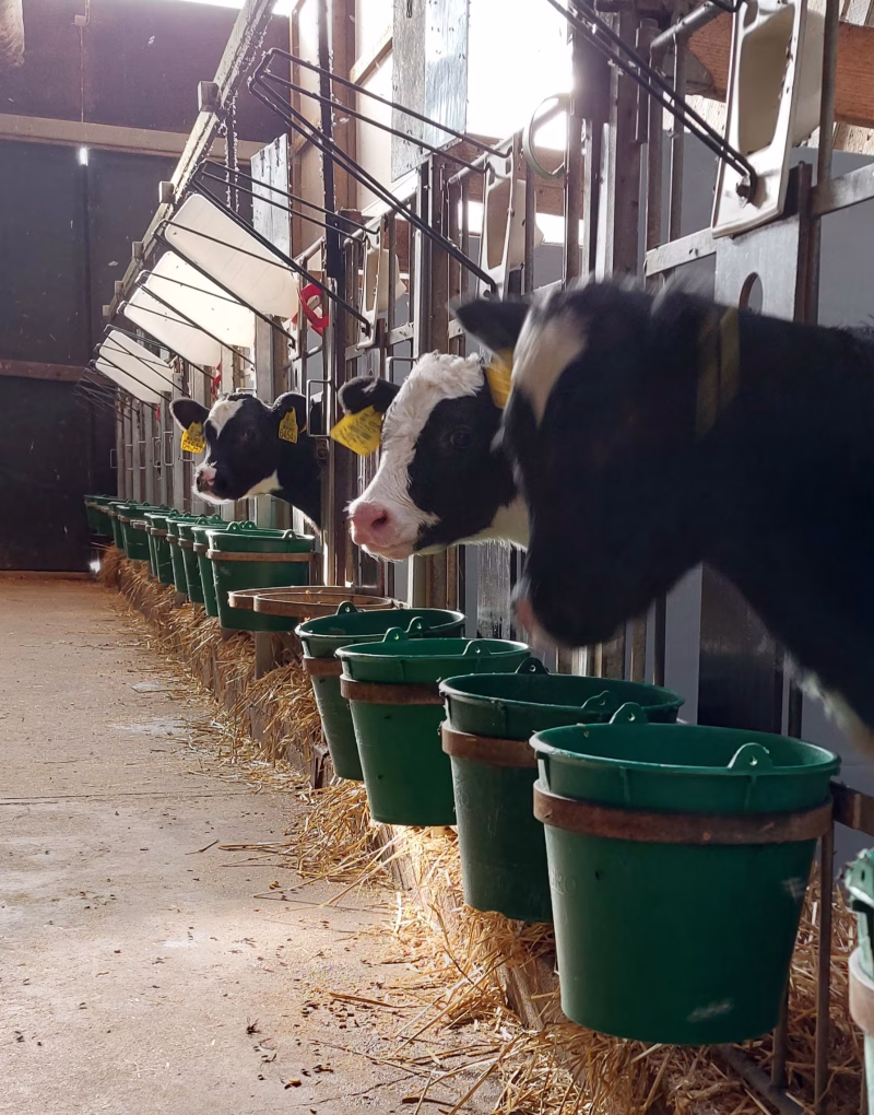 Vasikad roheliste söödanõude ja lutipudelitega