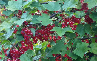 punase sõstra põõsas